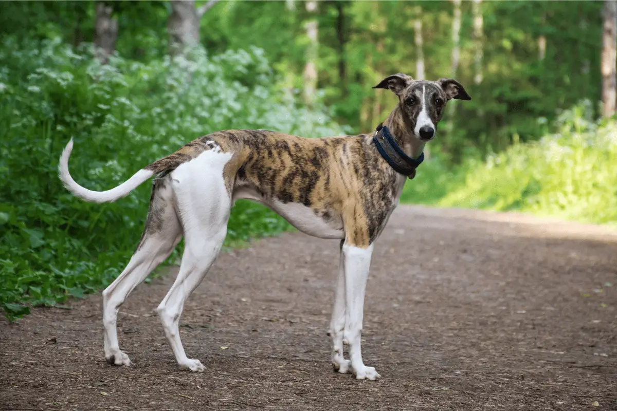 Hiking with a Greyhound Guide