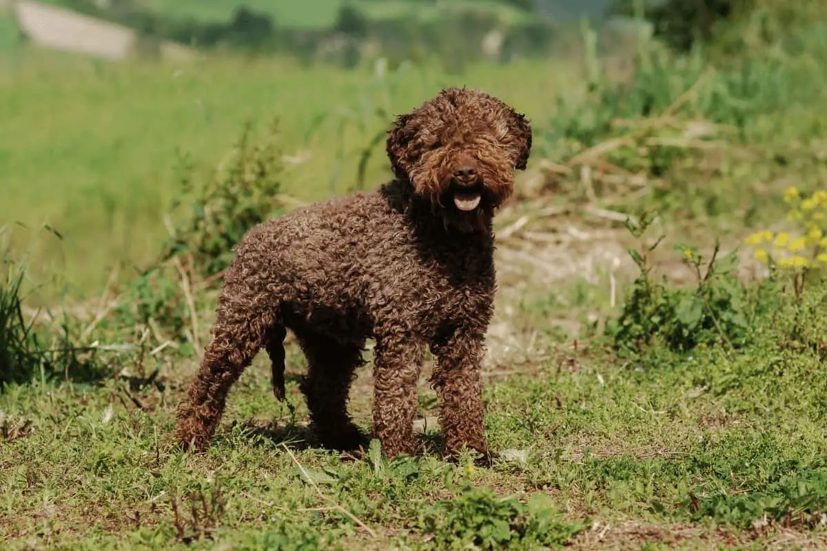 Hiking with a Lagotto Romagnolo