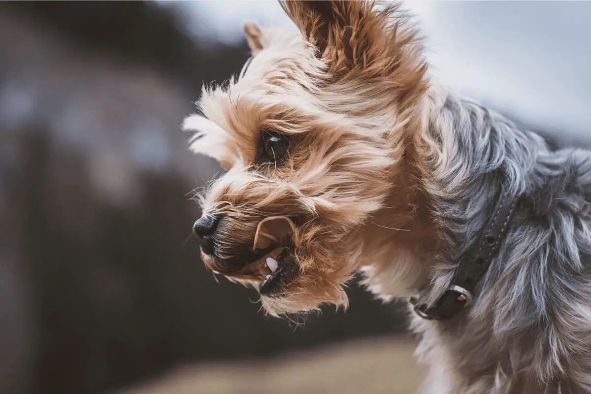 Hiking with a Yorkshire Terrier