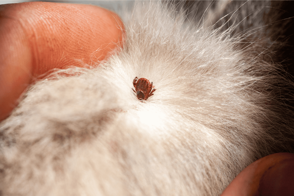 How To Check Your Dog For Ticks After a Hike