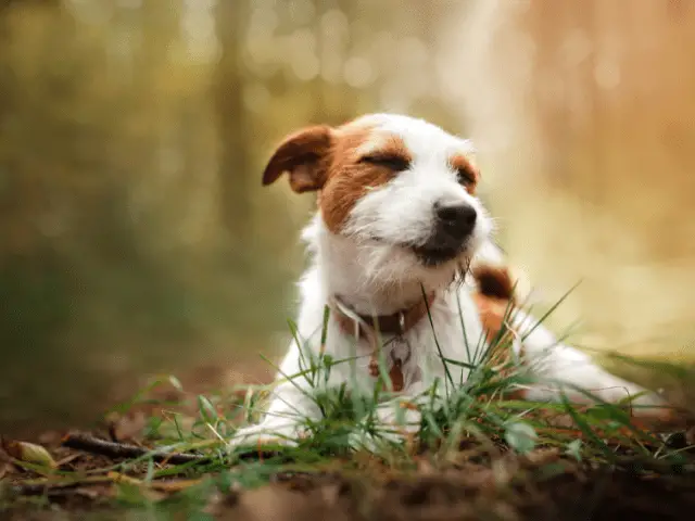 Jack Russell Laying on a Trail