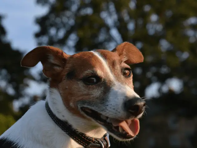 Jack Russell Smiling At the Camera