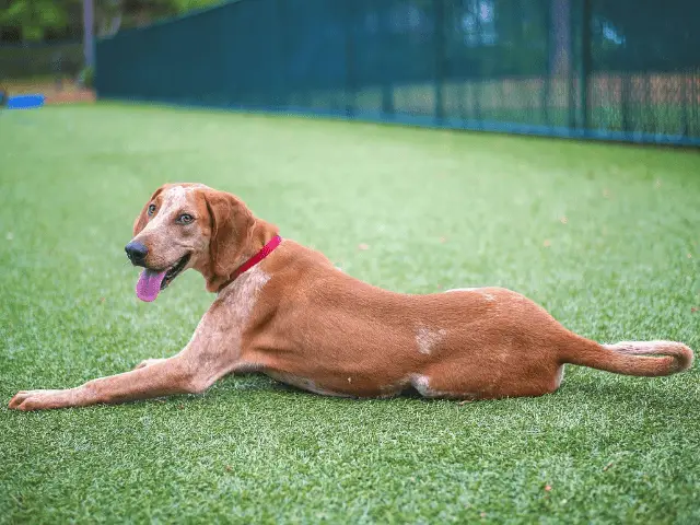 Lab Hound Mix Laying Down