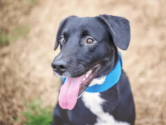 Lab Hound Mix