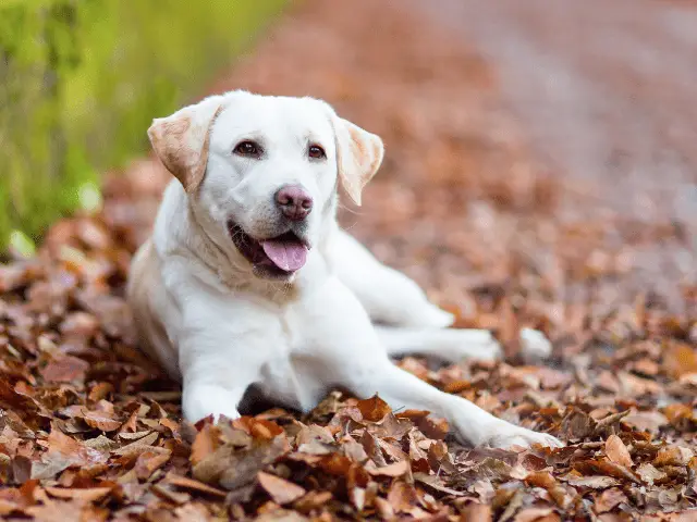 Labrador Laying on the Trail