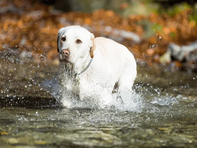 Labrador Running Through a Stream
