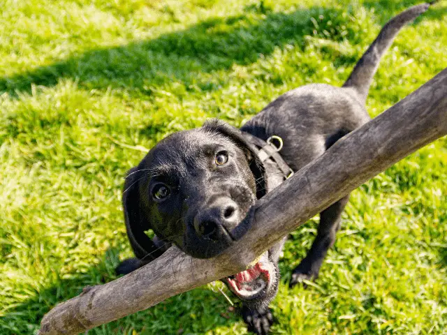 Labrador With a Big Stick