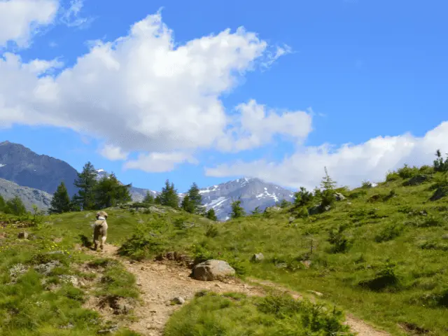 Lagotto Romagnolo Hiking a Mountain Trail