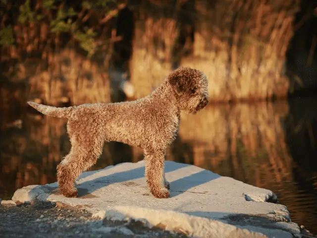 Lagotto Romagnolo On Rock Next to Water