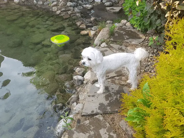 Maltese Cooling Off By the Water