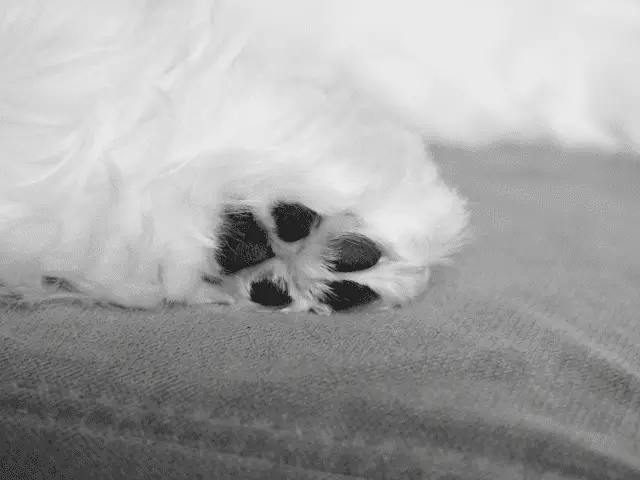 Maltese Dog Paw