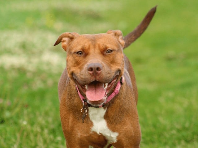 Pitbull Off-Leash on a Hike