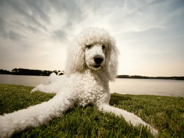 Poodle Laying Beside a Lake