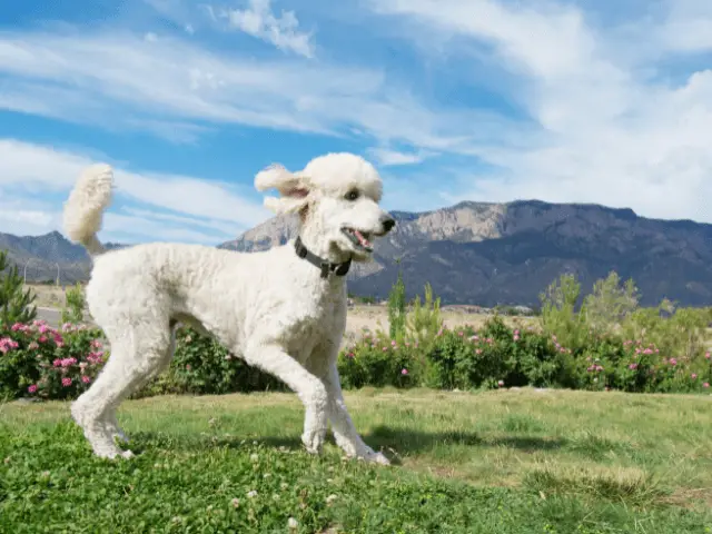 Poodle On a Hike Through the Mountains