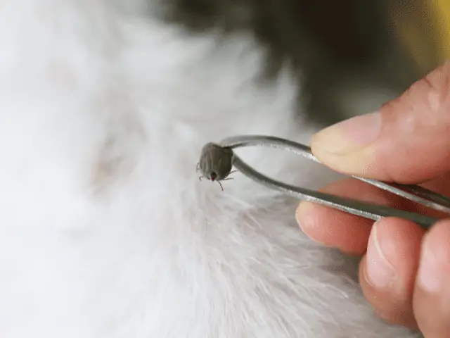 Pulling a Tick Off Dog With Tweezers