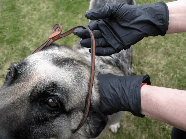 Putting Anit-Tick Collar On Dog