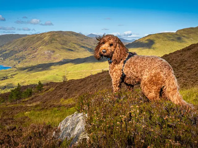 Red Cockapoo Standing On a Hilltop