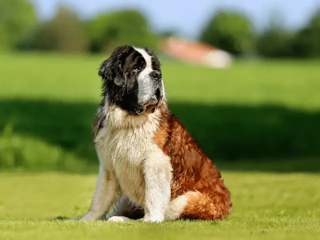 Saint Bernard in Grass on a Sunny Day