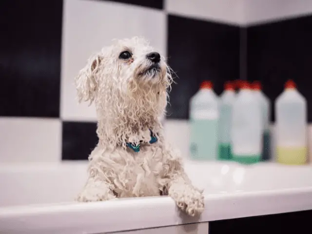 Shampoo to Keep Ticks Off Your Dog