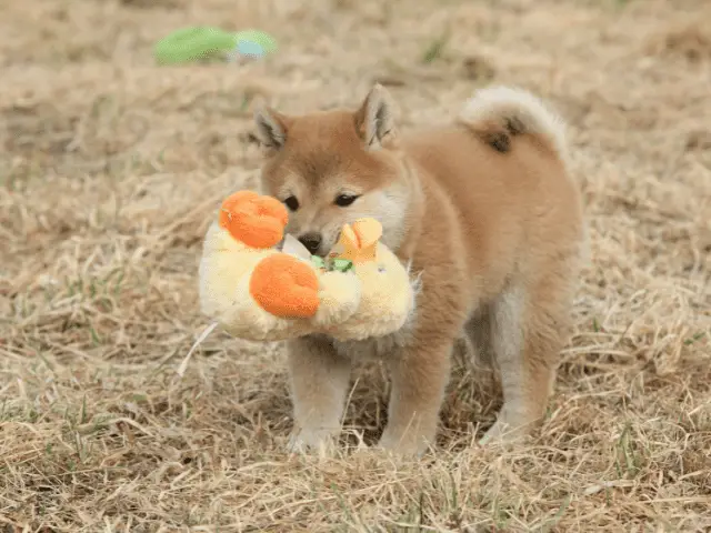 Shiba Inu Puppy