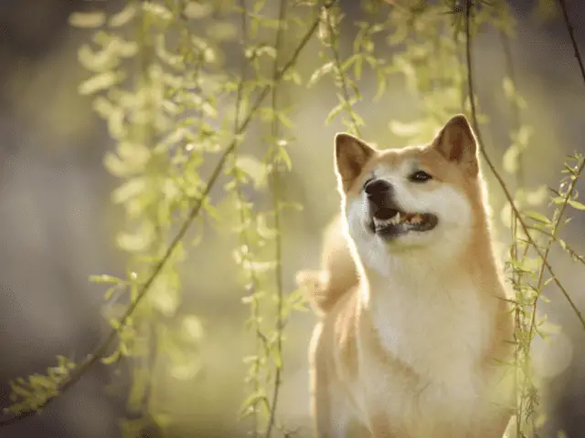 Shiba Inu Standing Under Trees