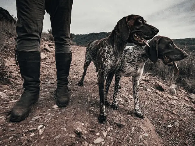 Two German Shorthaired Pointers on Rocky Trail