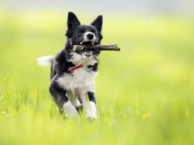 Border Collie Running with Stick