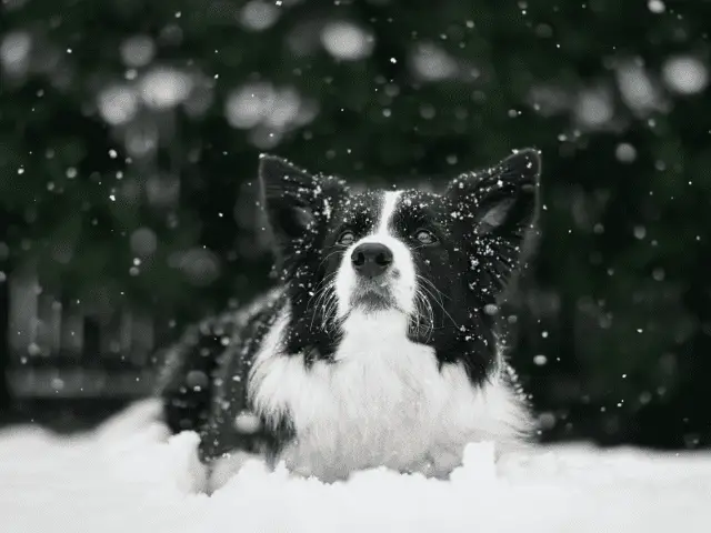 Border Collie in the Winter