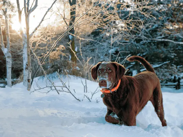 Chesapeake Bay Retriever In The Snow