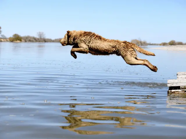Chesapeake Bay Retriever Jumping Into Lake