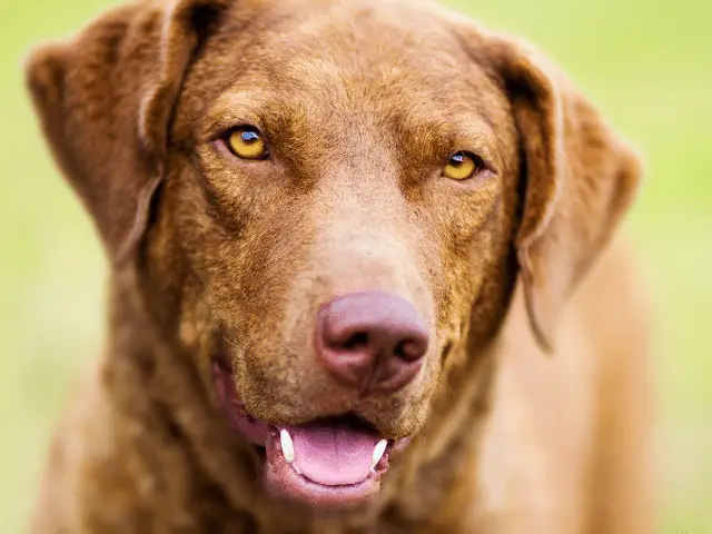 Chesapeake Bay Retriever Looking at Camera