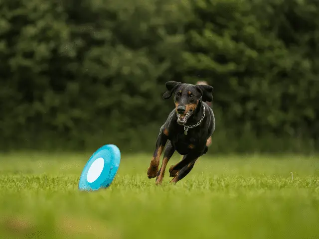 Doberman Pinscher Running After Frisbee