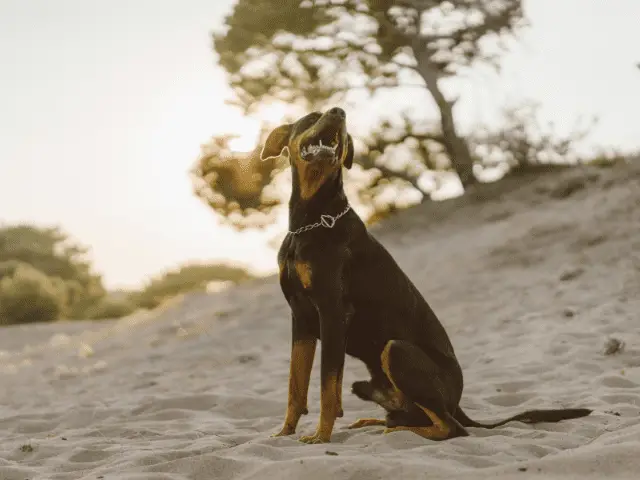 Doberman Pinscher Sitting on Beach