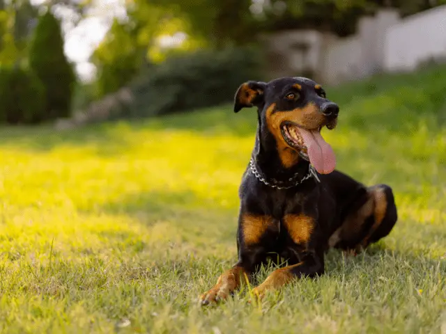 Doberman Pinscher