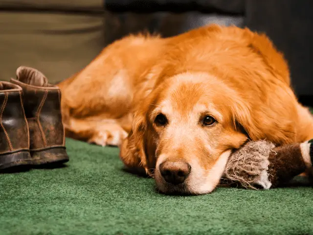 Dog Laying on the Floor