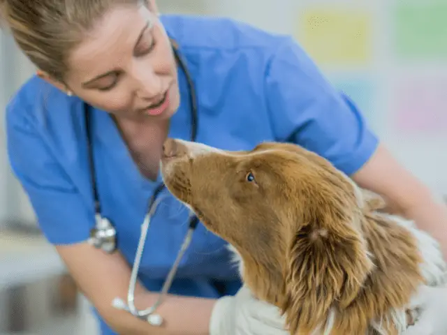 Dog at the Vet