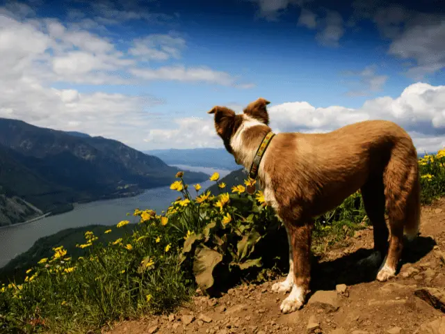 Dog on Mountain Trail