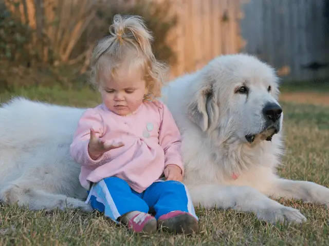 Great Pyrenees With a Child