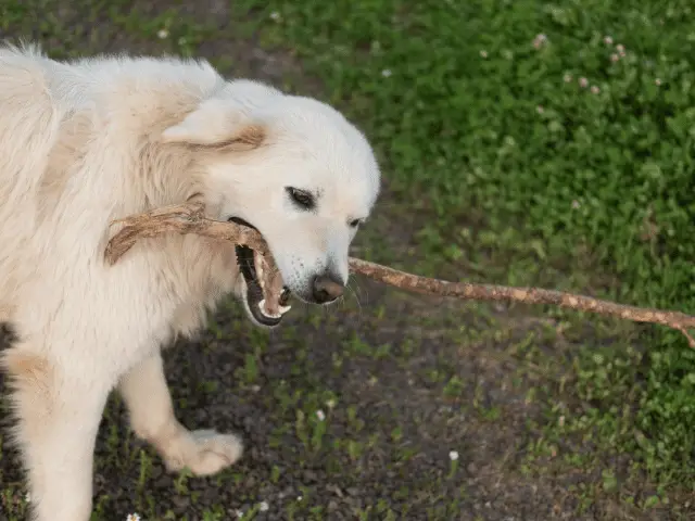 Great Pyrenees With a Stick