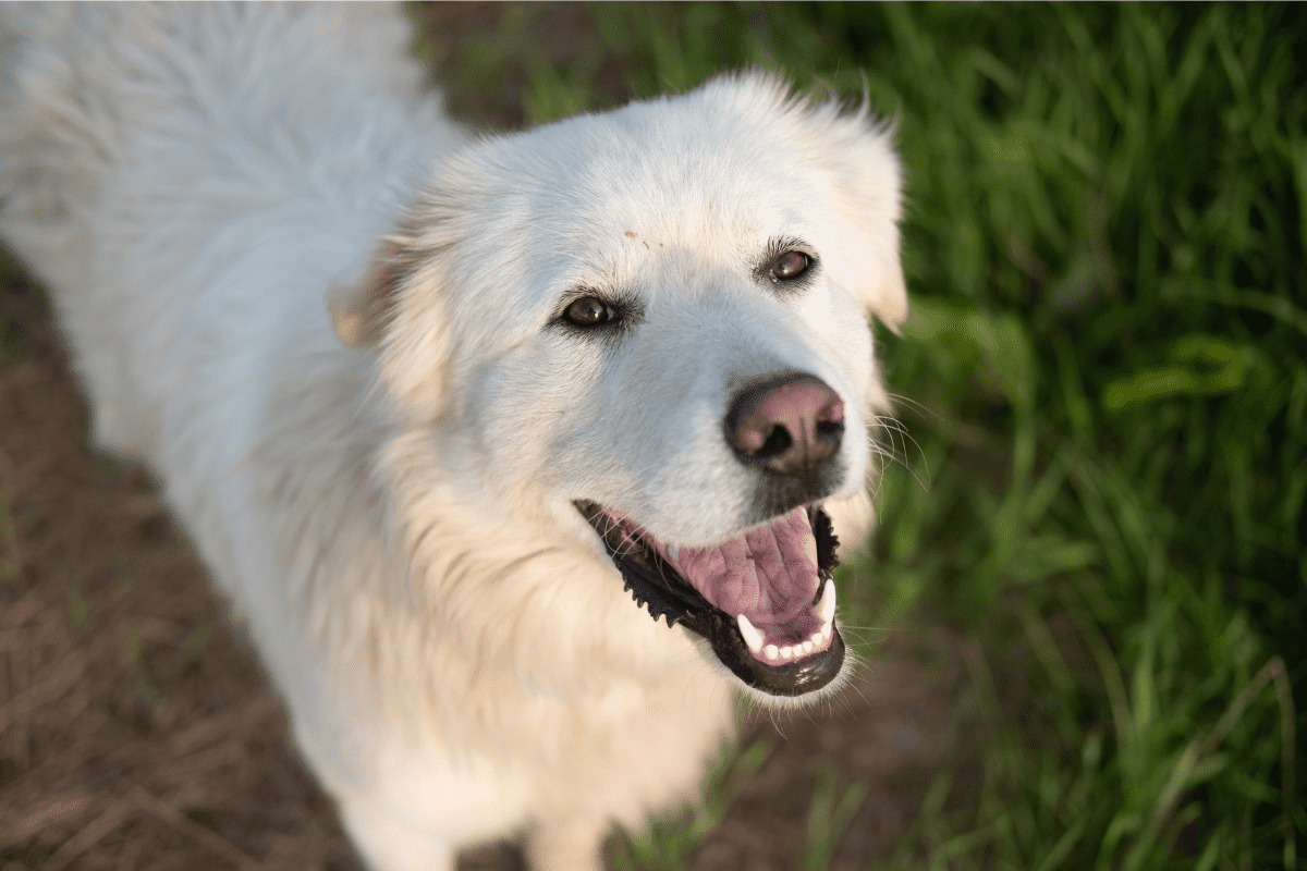 Hiking With a Great Pyrenees