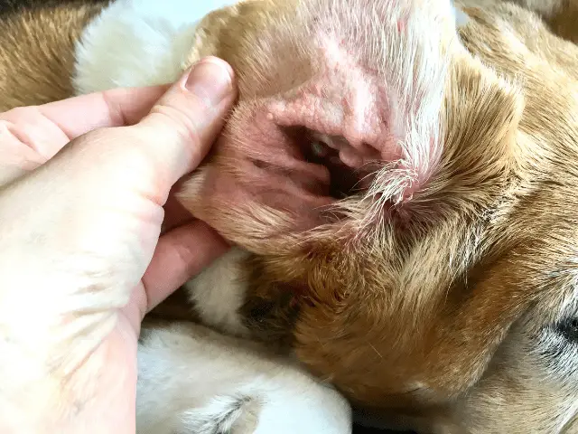 Inside of Beagle Dog Ear