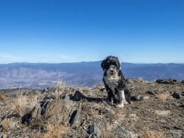 Portuguese Water Dog On a Mountaintop