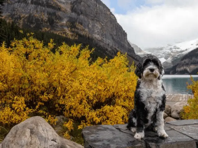 Portuguese Water Dog Sitting In Front of a Lake