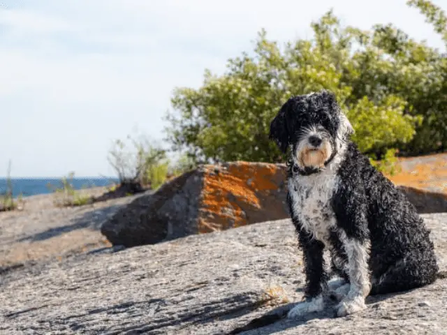 Portuguese Water Dog Walking Enjoying Warm Day