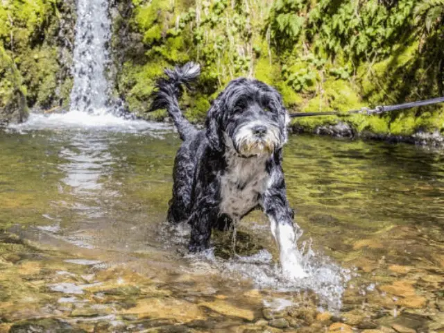 Portuguese Water Dog Walking Through Pond