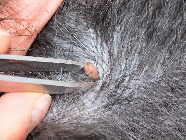 Removing a Tick From Dog With Fur