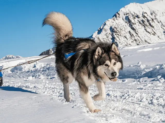 Alaskan Malamute Pulling Sled on Mountain