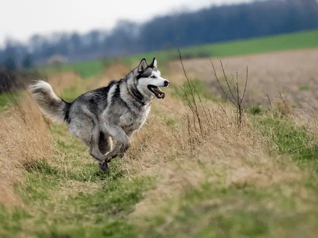 Alaskan Malamute Running in Field