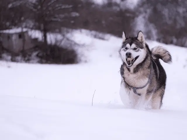 Alaskan Malamute Running in Snow