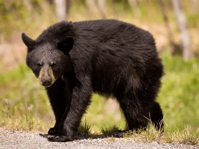 Black Bear